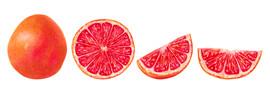 Collection of grapefruit whole with half and slice. Marker illustration in watercolor style. Eco-friendly orange fruit. Hand drawn isolated art. Healthy food design for food packaging, juice.