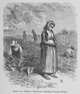 A black and white photo of a young enslaved girl standing in a tobacco field