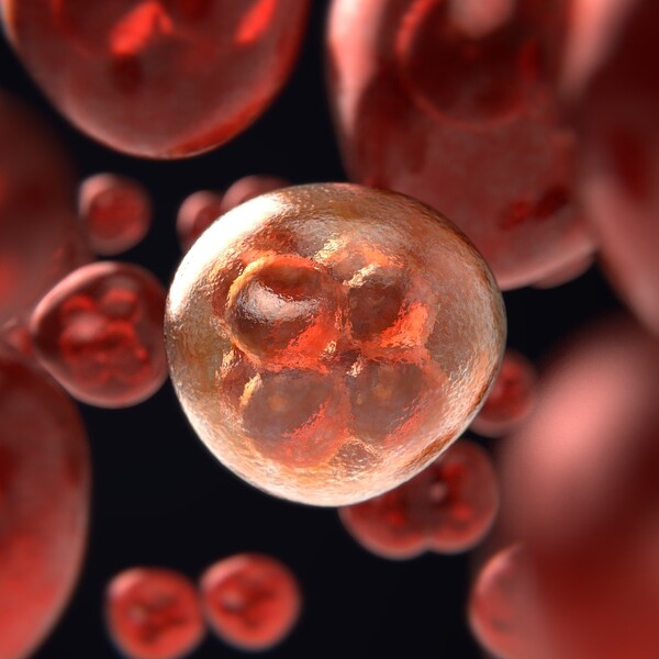 mitosis-g3126702a3_1920