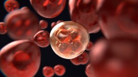 mitosis-g3126702a3_1920