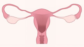 uterus-g464208003_1920