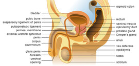 1198px-Male_anatomy_en.svg