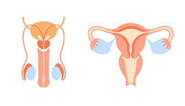 Illustration of male and female reproductive organs.