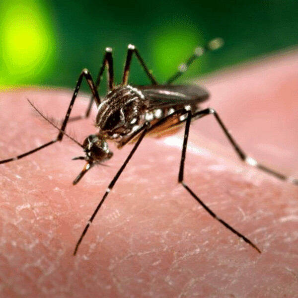 Zika